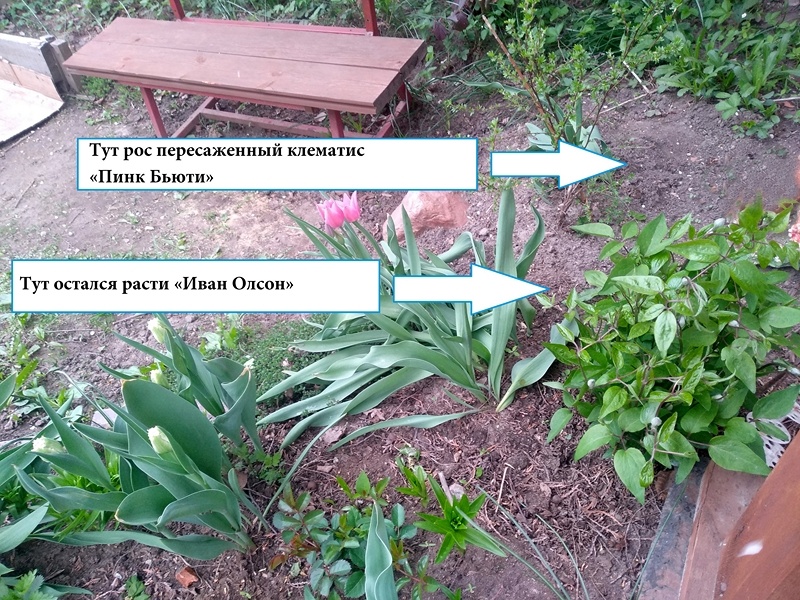 Изображение мест с клематисами