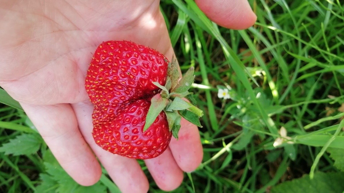 Результат правильной подкормки
