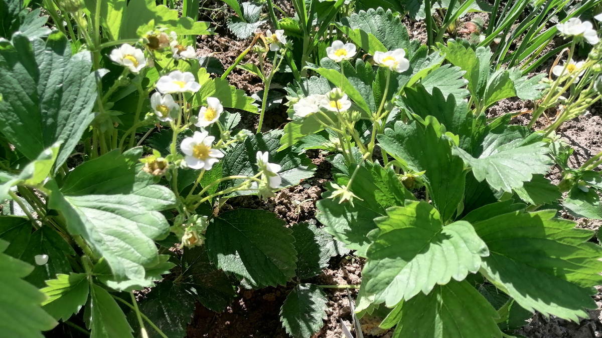 Поэтому заливаю клубнику дрожжевым настоем за 45 рублей сразу после схода снега, как почва достигнет 10 градусов.