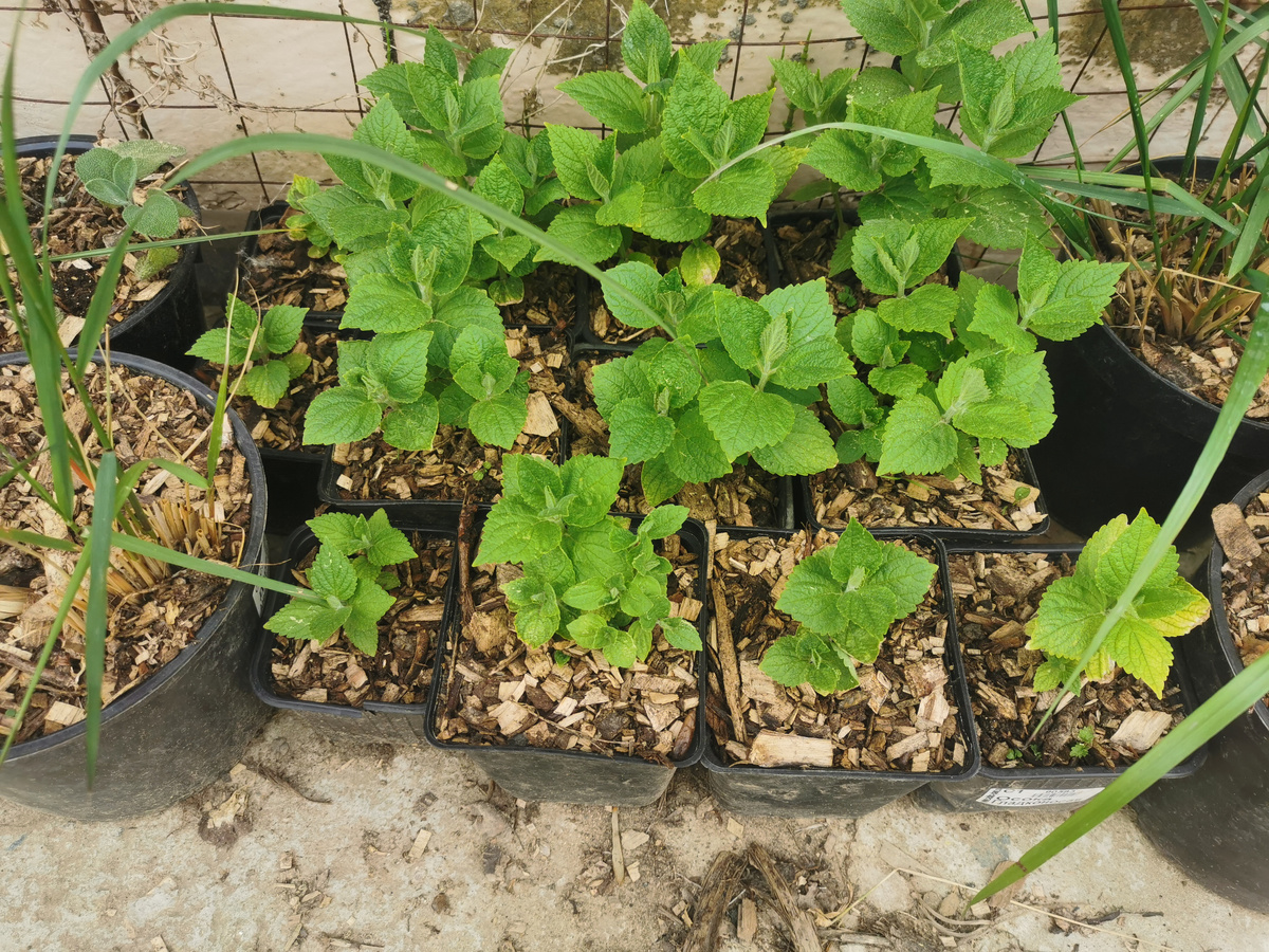 Перезимовавшие черенки котовников