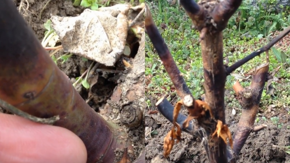 Последствия суровой зимы. Розарий после первых весенних оттепелей