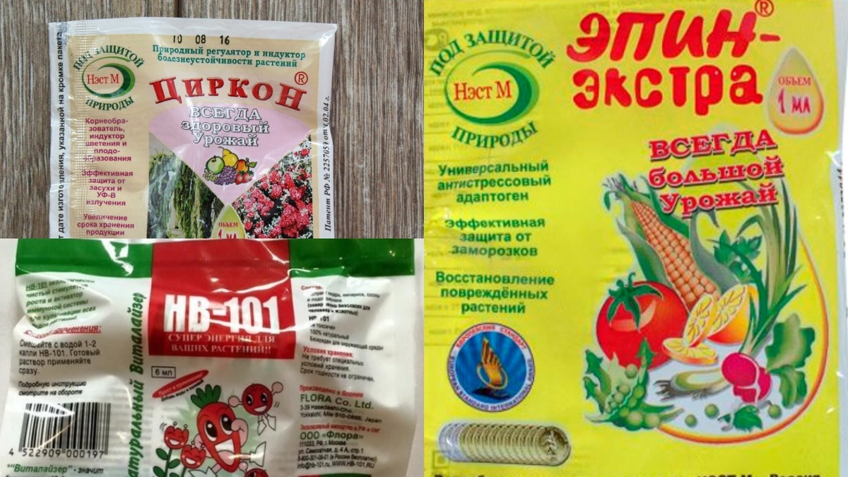 Точное соблюдение пропорций и температуры воды - залог успешного восстановления роз