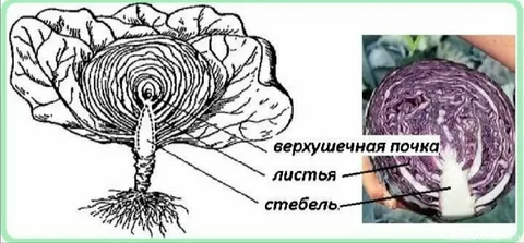 Кочан образуется из новых листьев, растущих из центра 
