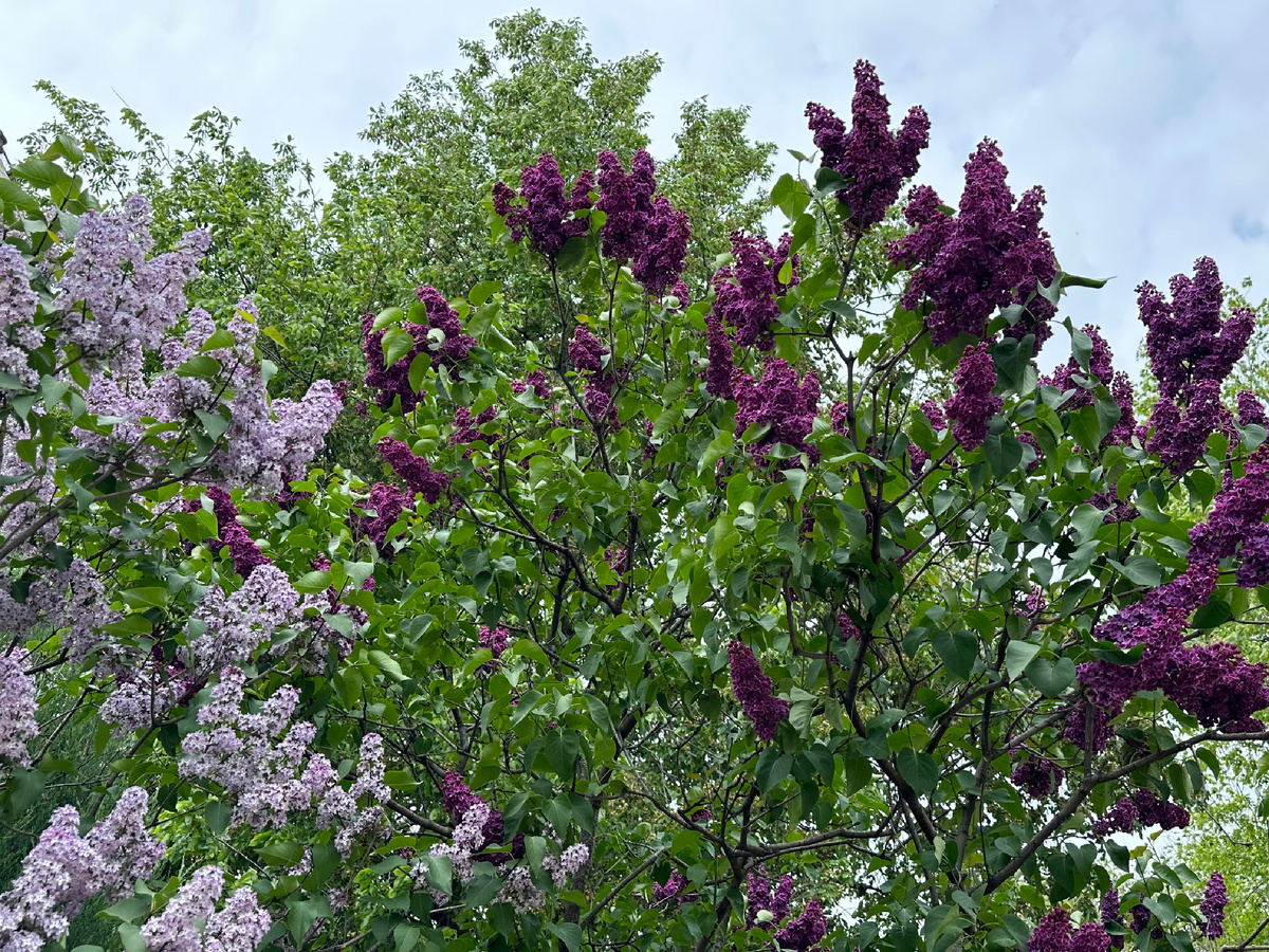 Дочка родилась в один из самых красивых месяцев - когда цветет сирень.