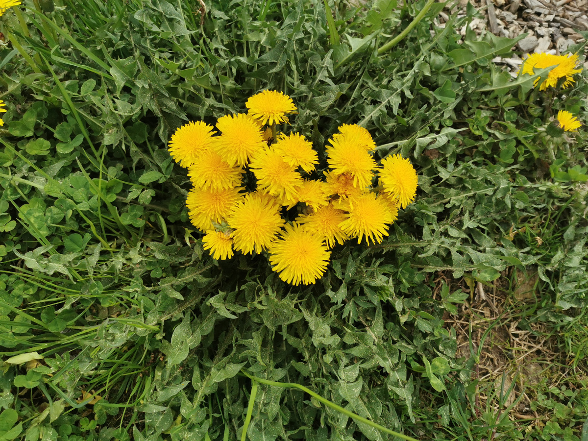 Он засцвел! 