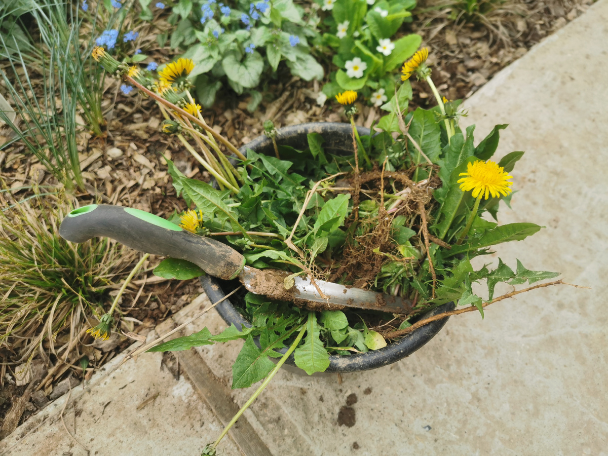 День прополки и кошения