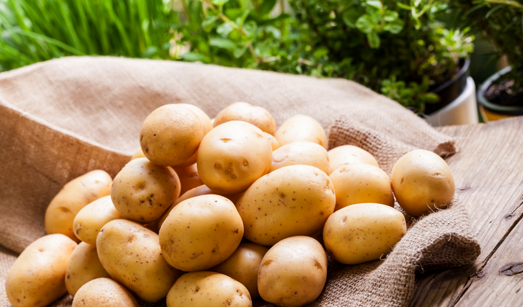 Белый картофель уродился красавцем, на толченку самое то!