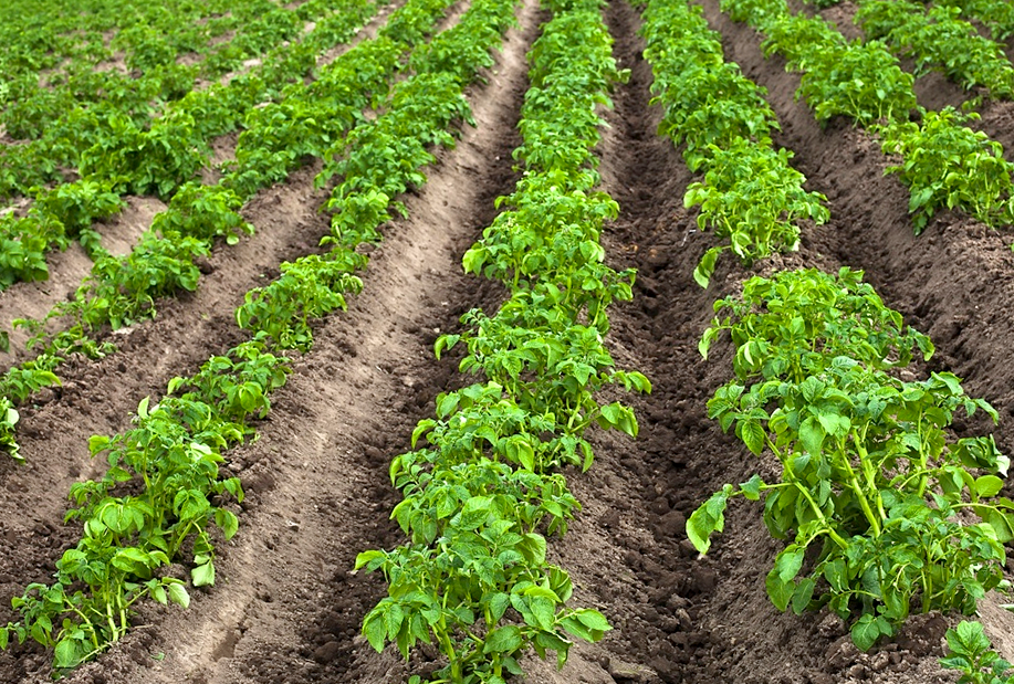 Там где солнце в полдень, там примерно юг.