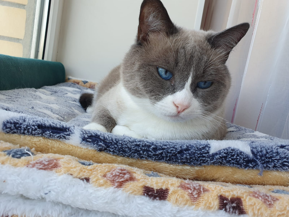 Мотя на своем любимом месте.