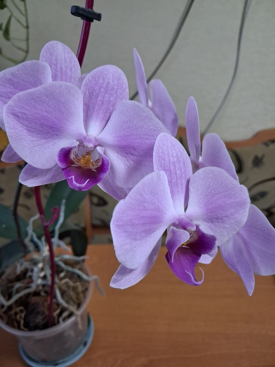 Моя красавица. Фото автора.