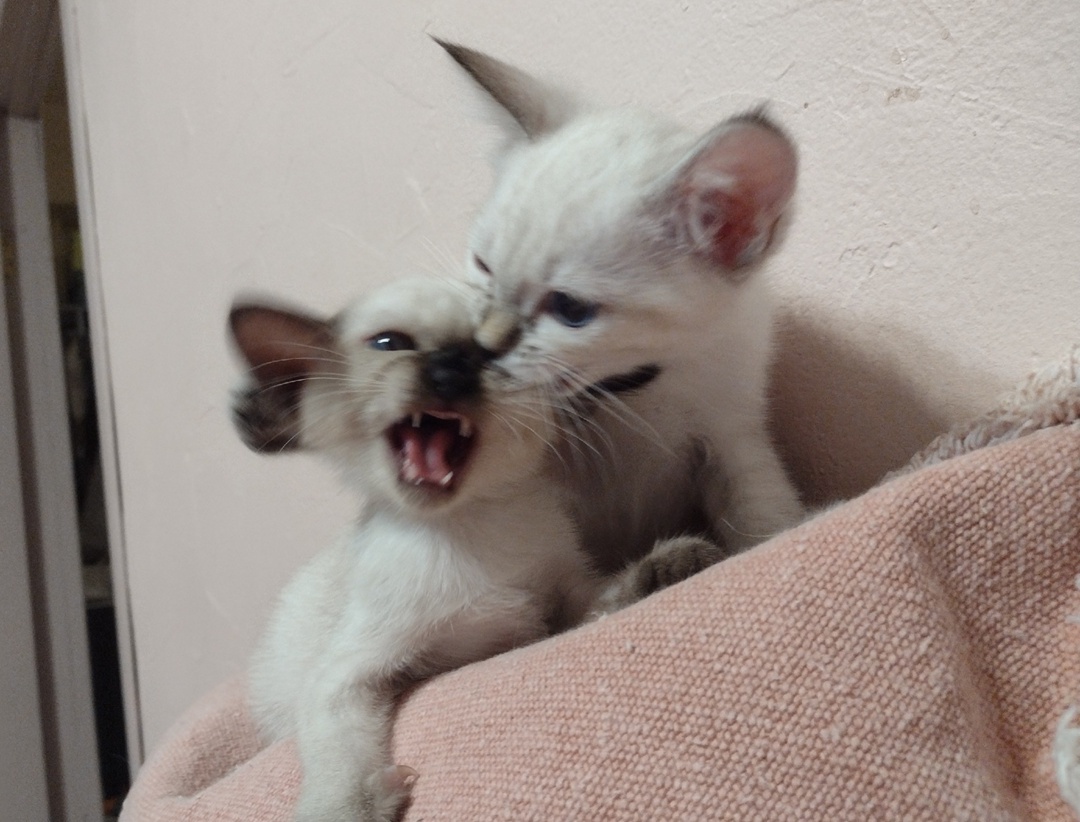 Пасть порву, моргала выколю