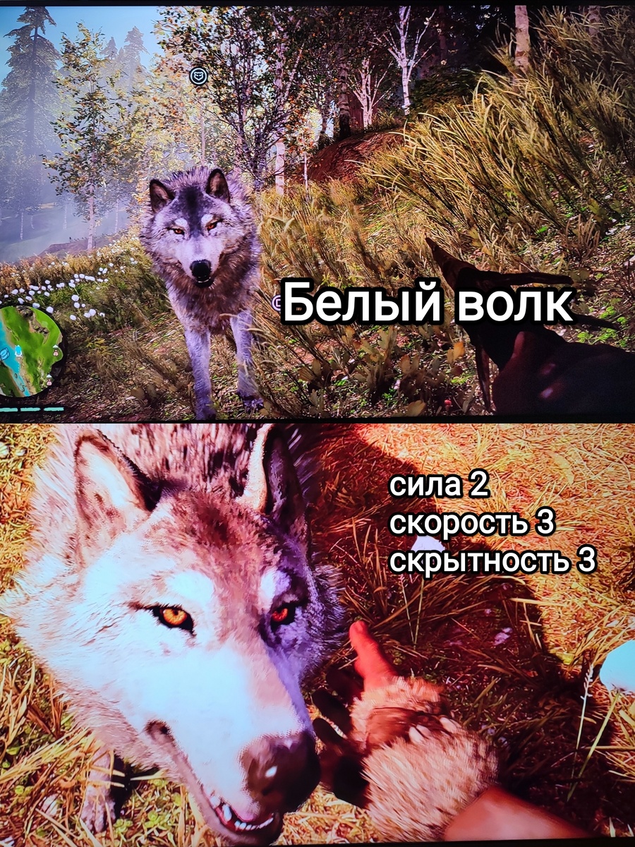 На фото обработанные мной скрины из игры "Far Cry Primal", 2015г., художественные руководители Жан-Кристоф Гюйо, Максим Бэлан, продюсер Винсент Понтбрианд, геймдизайнер Томас Саймон, разработчик Ubisoft Montreal. Скрины собраны в коллаж, который демонстрирует общий визуальный фон игры, а так же приручённого волка, его внешний вид во время почесывания за ухом, для оценки плюсов игры в этом направлении. Подробнее об аниме рассказано ниже в статье. Все материалы размещены исключительно в информационных целях.