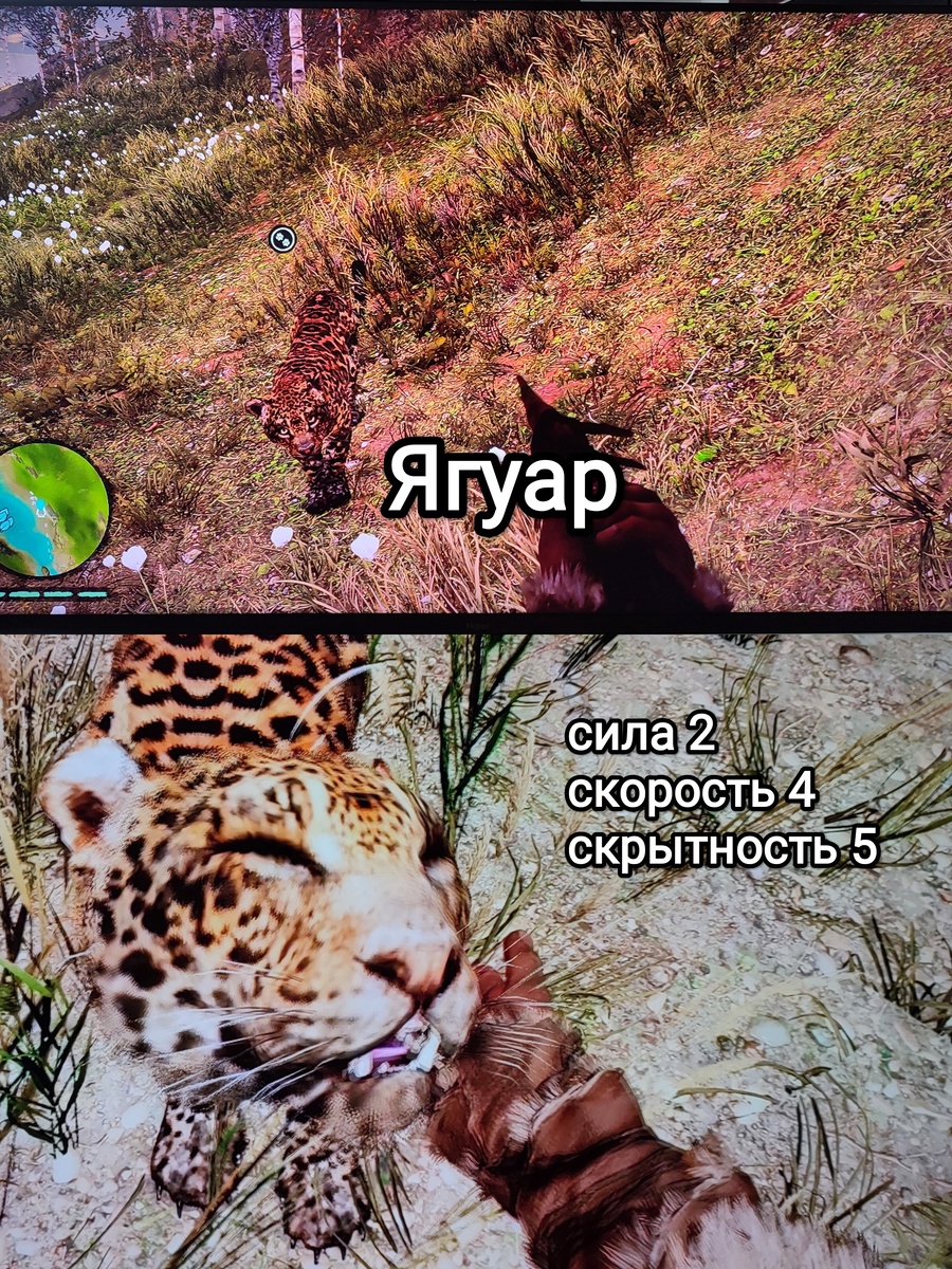 На фото обработанные мной скрины из игры "Far Cry Primal", 2015г., художественные руководители Жан-Кристоф Гюйо, Максим Бэлан, продюсер Винсент Понтбрианд, геймдизайнер Томас Саймон, разработчик Ubisoft Montreal. Скрины собраны в коллаж, который демонстрирует общий визуальный фон игры, а так же приручённого ягуара, его внешний вид во время почесывания за ухом, для оценки плюсов игры в этом направлении. Подробнее об аниме рассказано ниже в статье. Все материалы размещены исключительно в информационных целях.