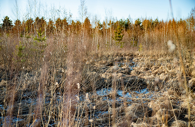 С начала года в Тверской области выявили 421 участок заросших сельхозземель