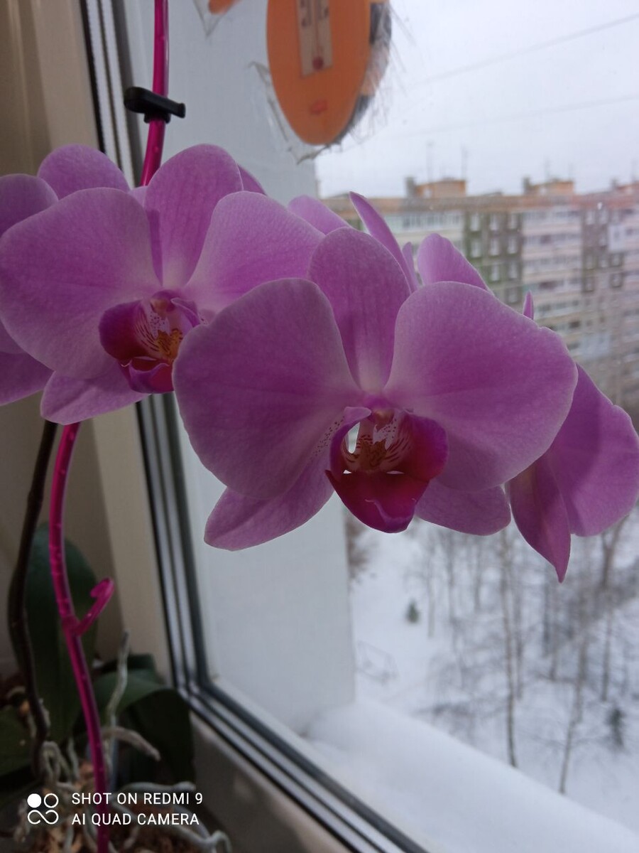 Моя любимица. Цвет диковинный. Растёт у меня уже 6 лет. Фото автора.