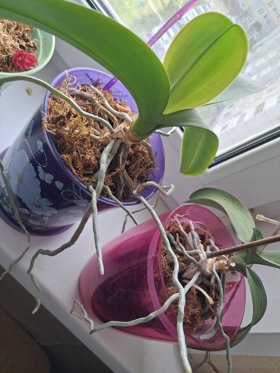 Хорошие корни говорят о здоровье цветов. Фото автора.