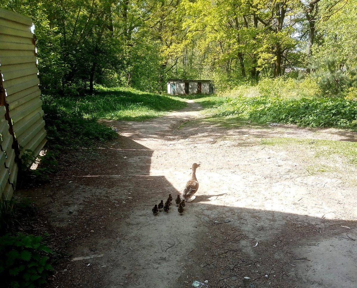 Внизу за сараями прудик