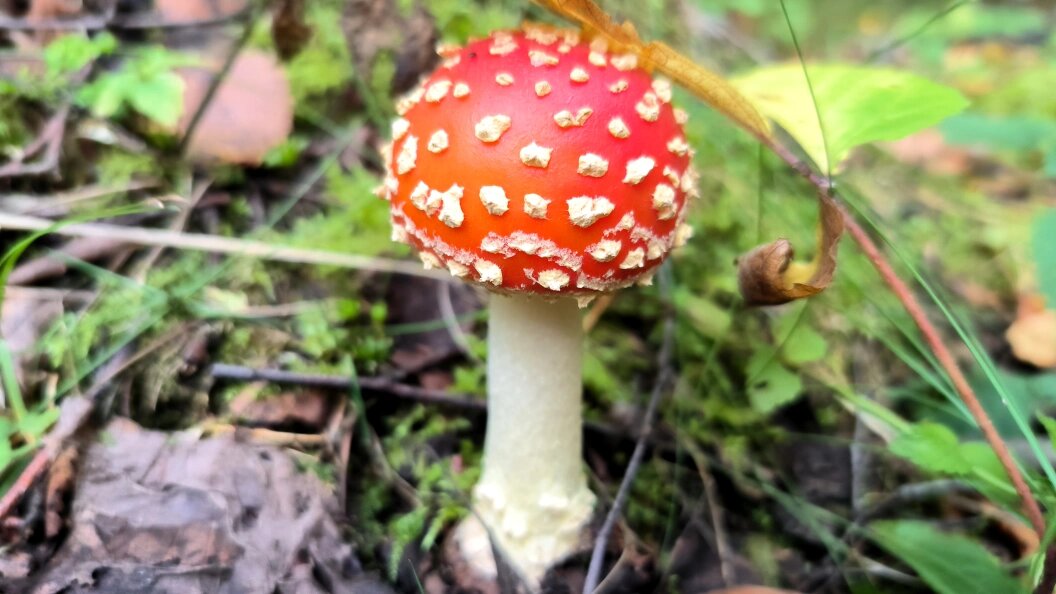    Максим Константинов/Globallookpress