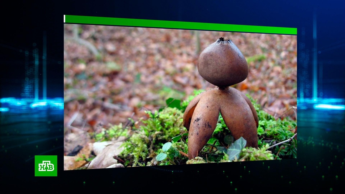    Россиян начнут штрафовать за сбор краснокнижных грибов