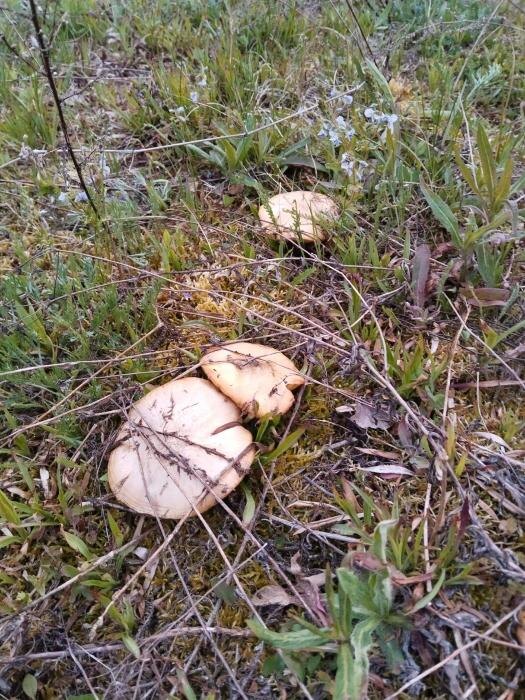 Сезон маслят открыли псковские грибники
Фото: Елена Каштанова