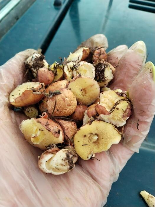 Сезон маслят открыли псковские грибники
Фото: Елена Каштанова