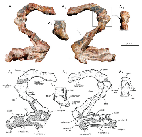 Голотипный образец.