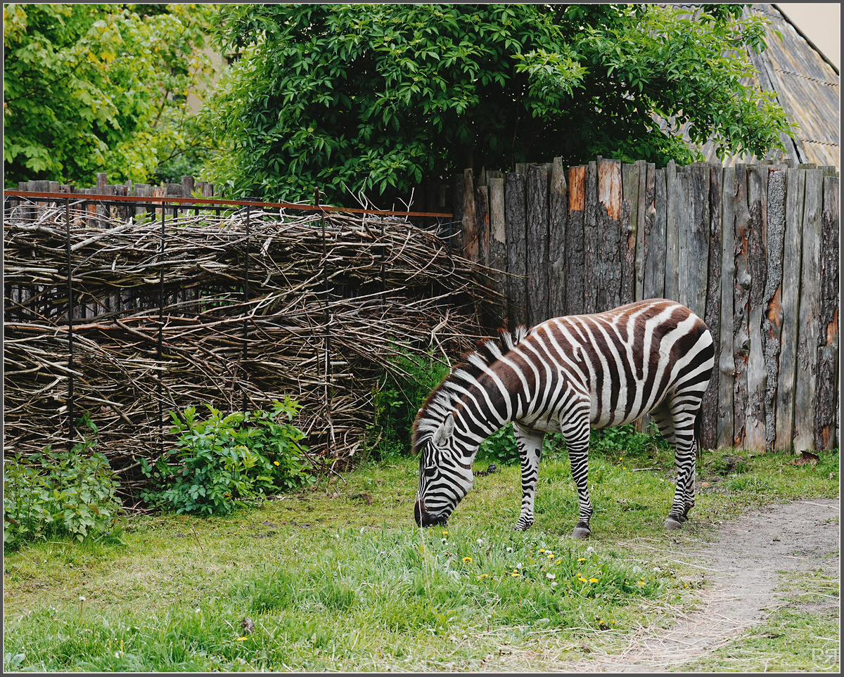 Зебра. Калининградский зоопарк. Фото: Михаил Рябинин