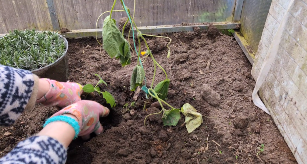 Огуречная рассада: почему перерастание — это приговор, и как его избежать