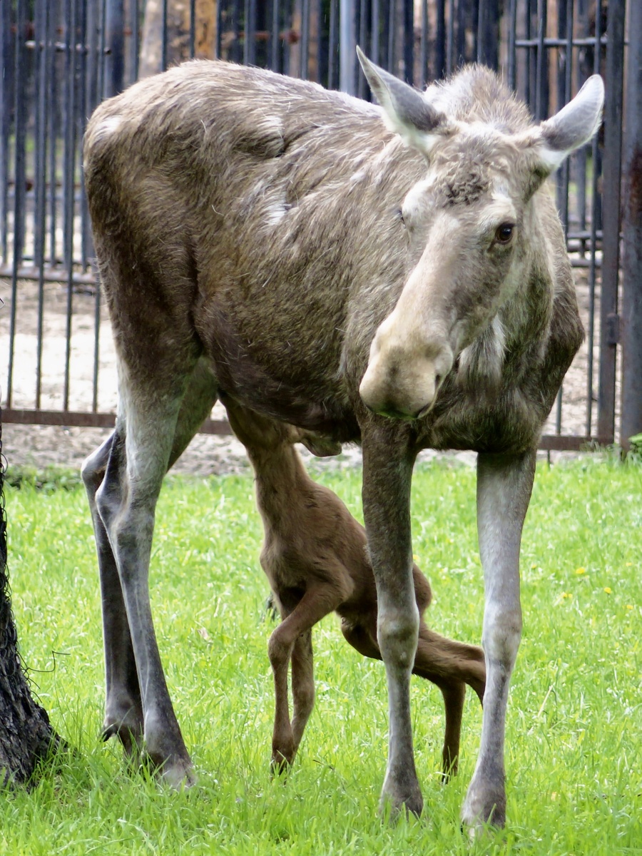А пока они осваиваются в безопасной среде зоопарка, мы предлагаем вам узнать несколько интересных фактов из жизни лосят: