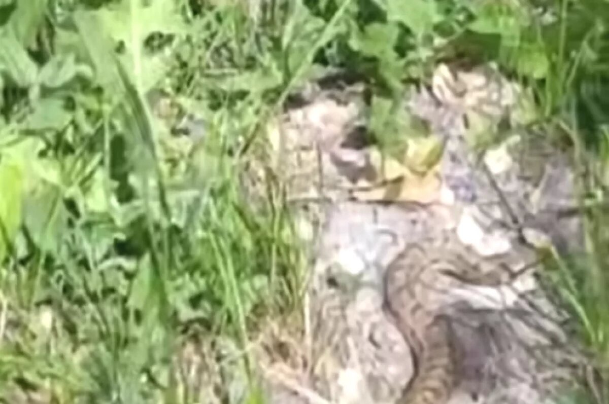    Ядовитого гада сняли на видео жители севера Волгограда