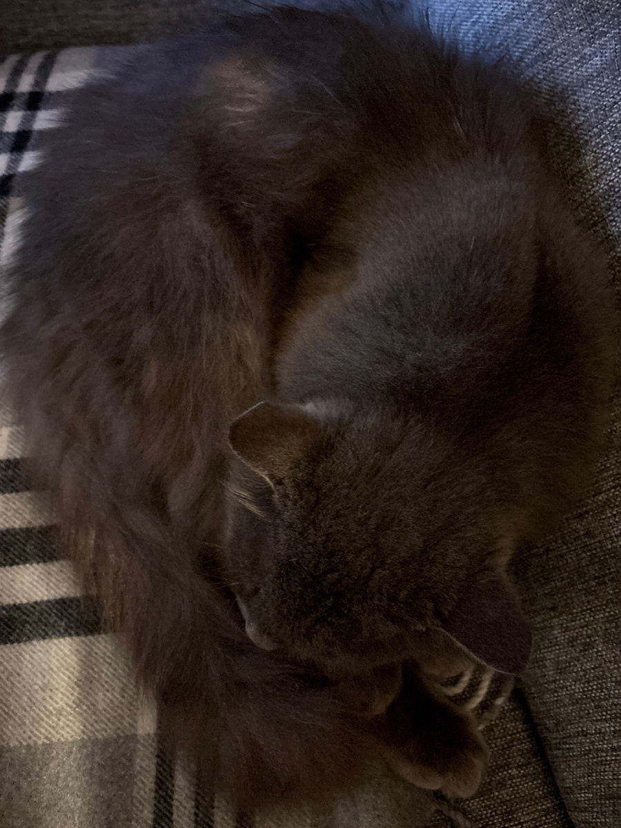 Хочу быть котиком 