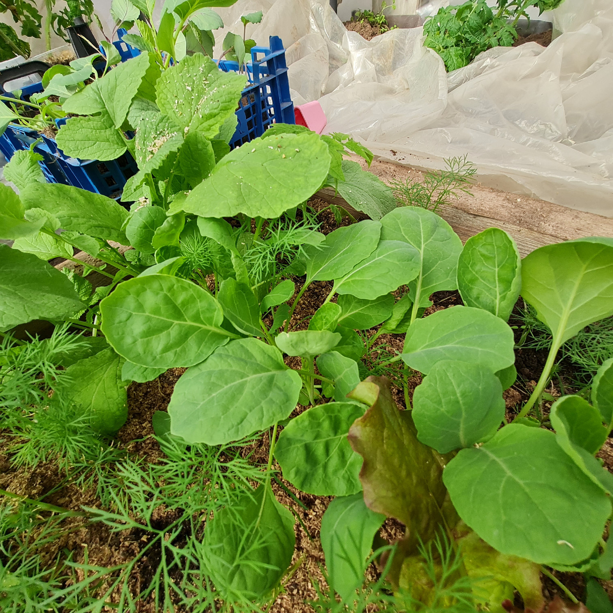 Рассада капусты в теплице на 18 мая 2025