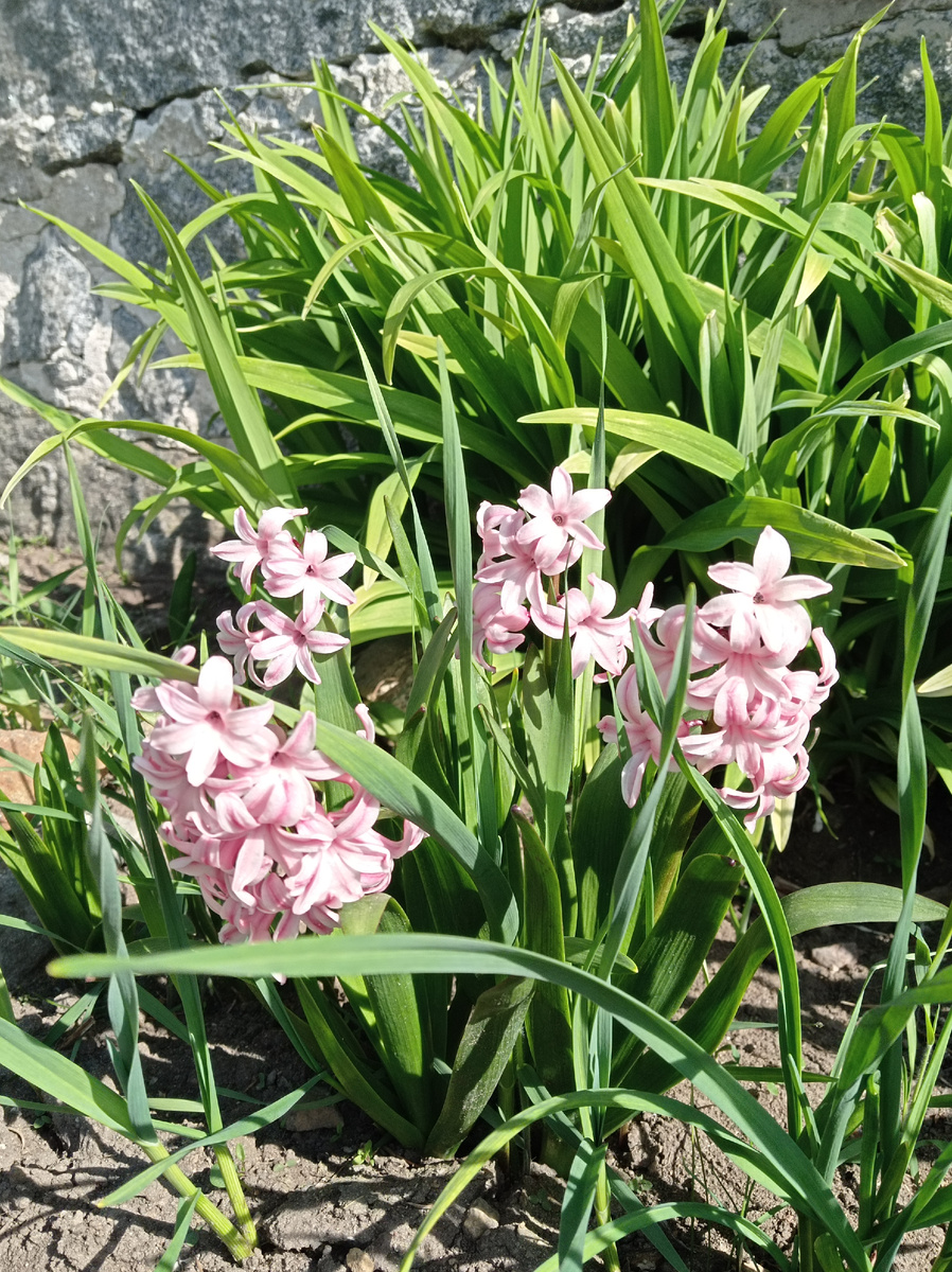 Гиацинты, подарены на 8 марта года четыре назад. Высажены в сад. Первый год не цвели, потом пару лет были хилые цветочки. А этой весной расцвёл целый букет. Пора рассаживать. 