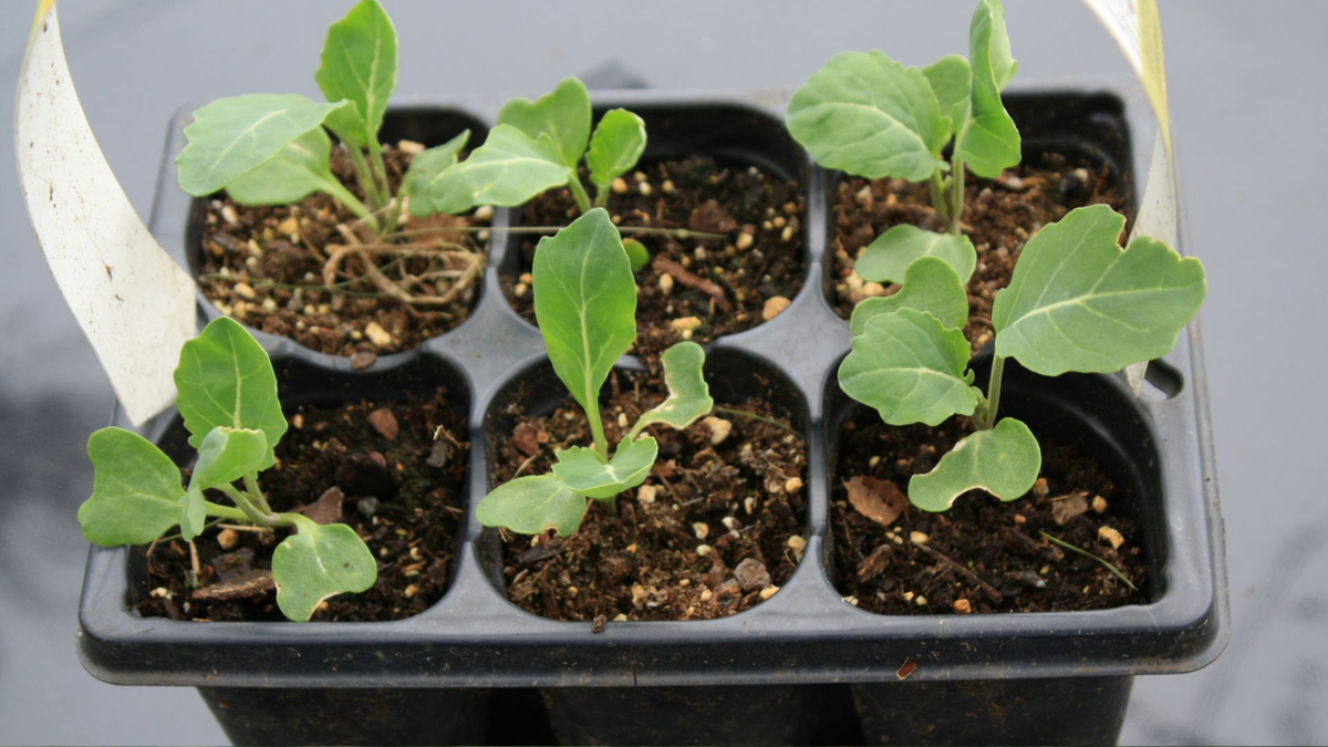 Узнайте, как избежать 5 фатальных ошибок при выращивании рассады, которые губят ваши растения за неделю. Советы экспертов, лайфхаки и пошаговые инструкции для новичков!