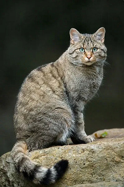 Африканская дикая кошка, предок современной домашней кошки