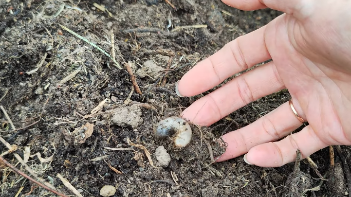 Личинка бронзовки – природный переработчик органических отходов
