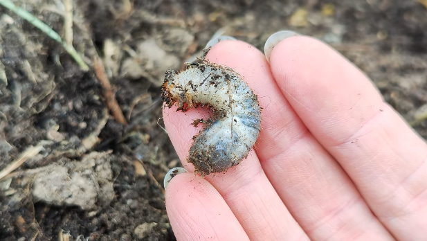 Отличительные черты помощника: небольшая голова, короткие лапки, сегментированное тело