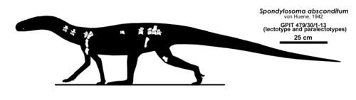 Реконструкция спондилосомы.