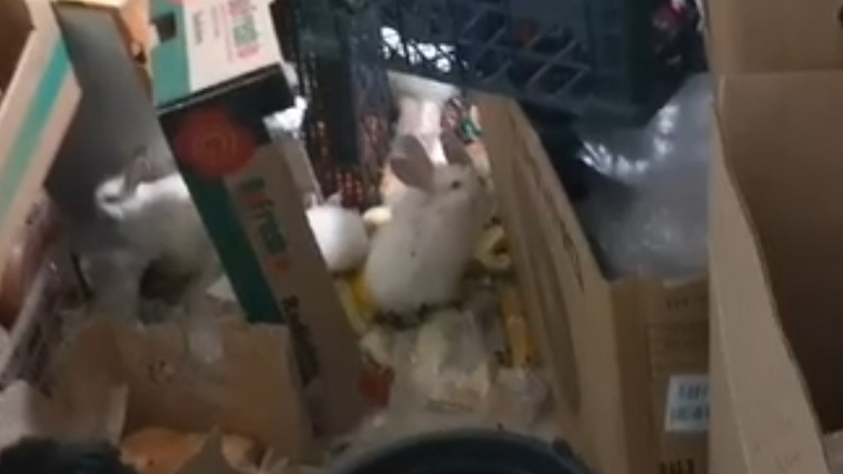    Жители Урая пожаловались в прокуратуру на горожанку, которая развела в подъезде кроликов