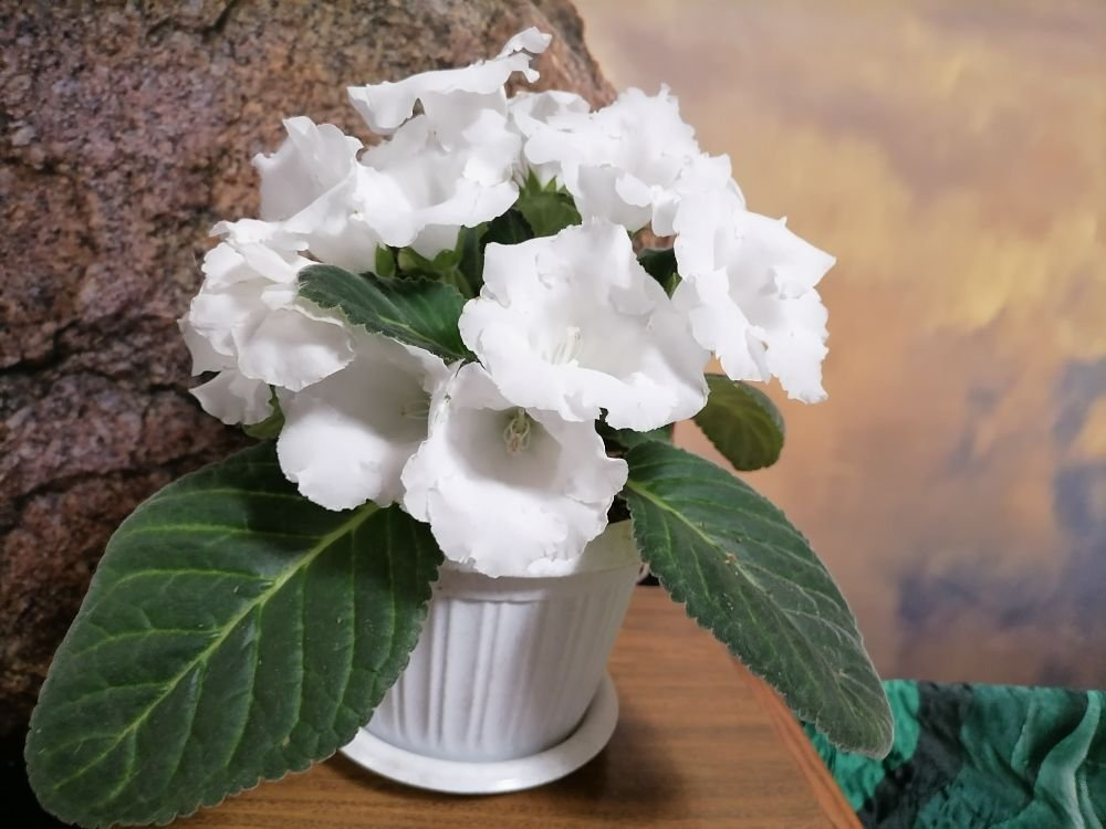 Глоксиния из семян, фото автора