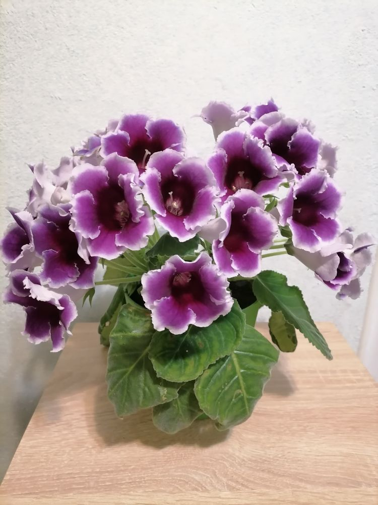 Домашняя глоксиния Импресс Блю Пикоти, фото автора