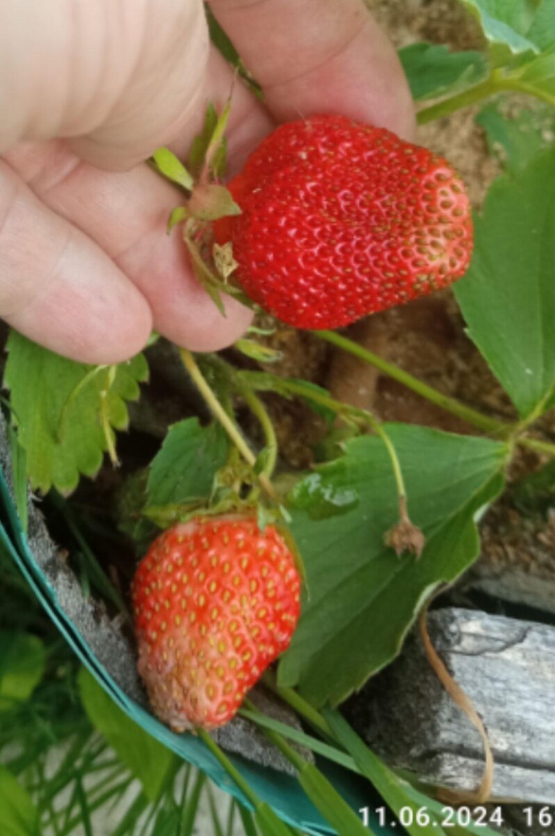 Моя прелесть