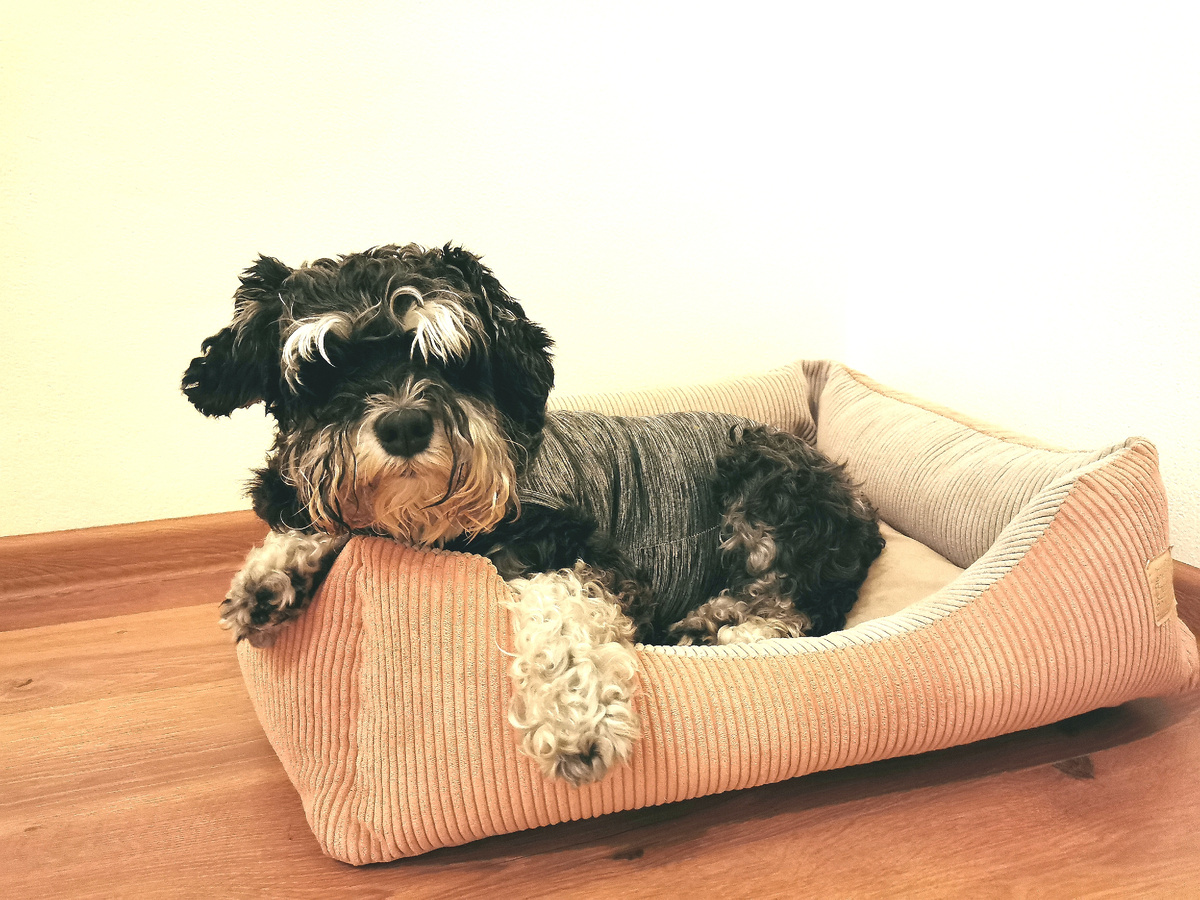 Джесс в своём привычном домике на новом месте 