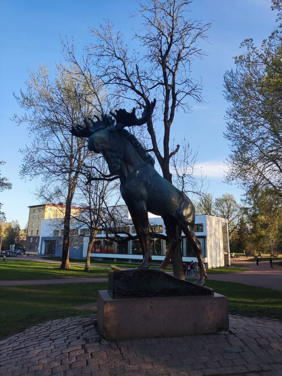 Лосей в Выборге любят