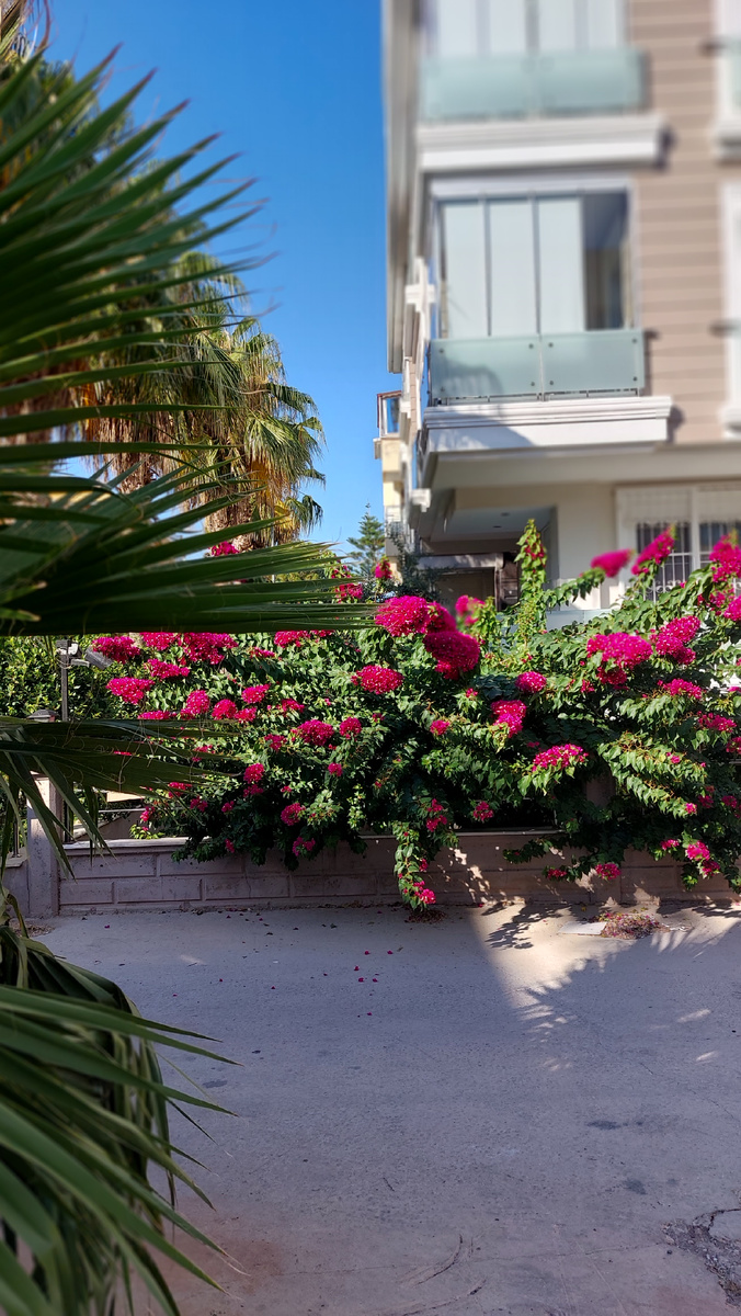 Город в цветах