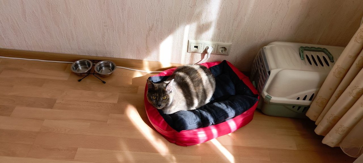 Кошка Морошка