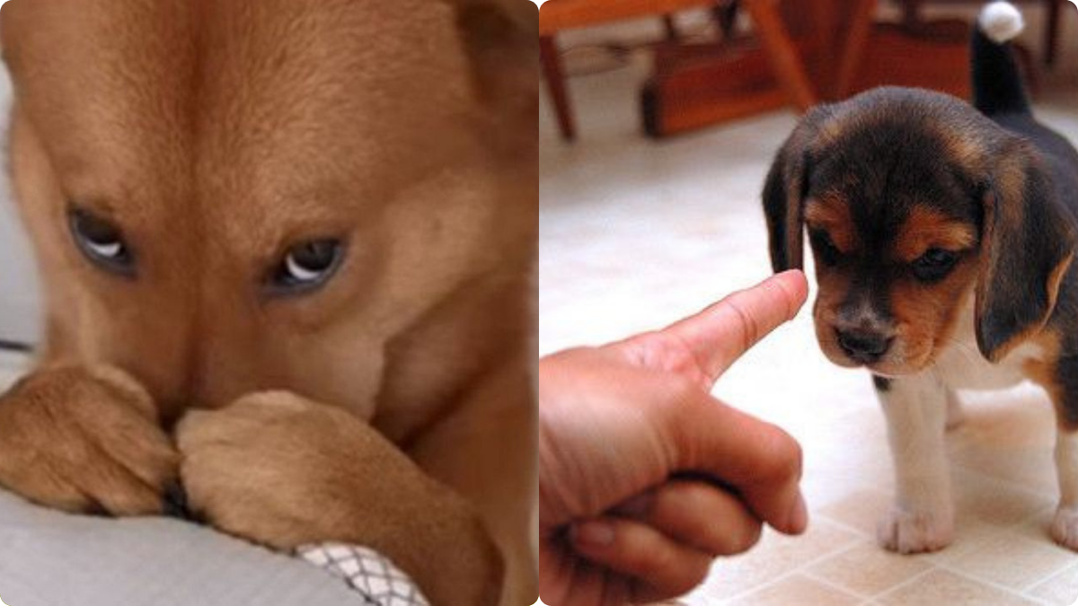 Собак ругают