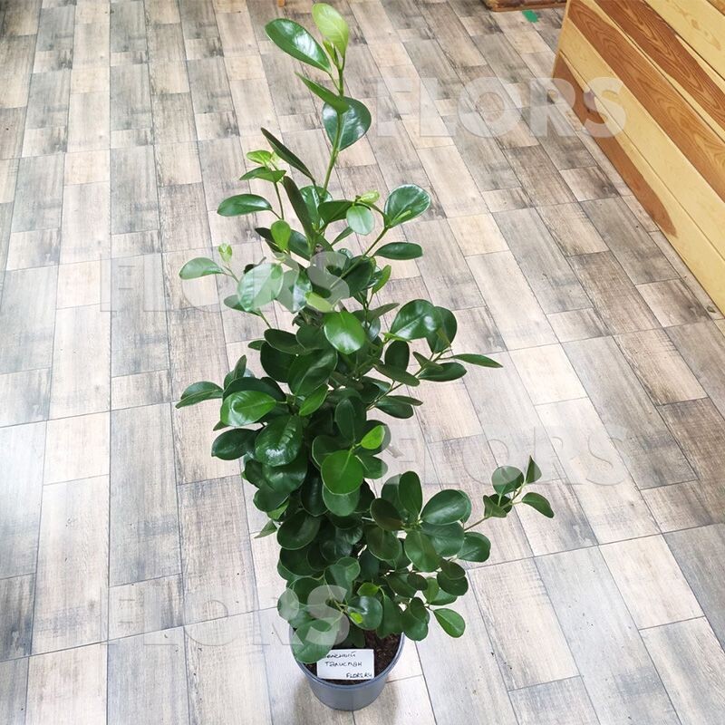 фикус микрокарпа Моклейм