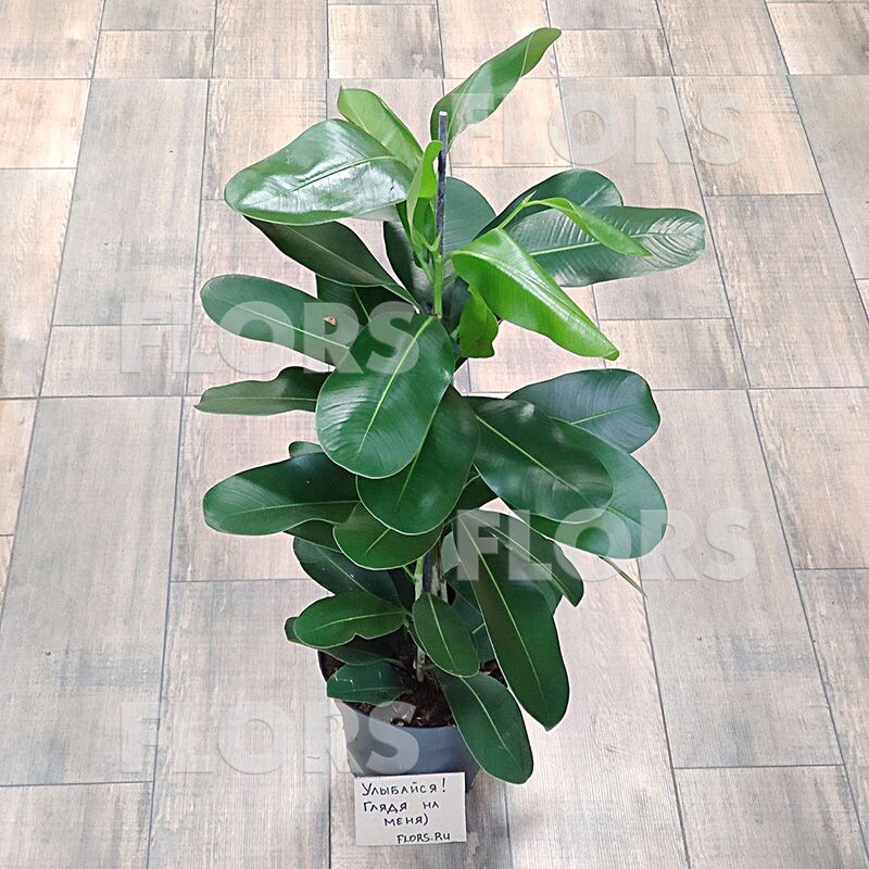 фикус микрокарпа Смайл