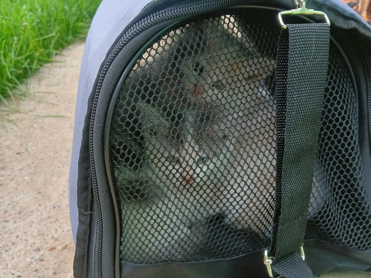 Котята почти не сопротивлялись